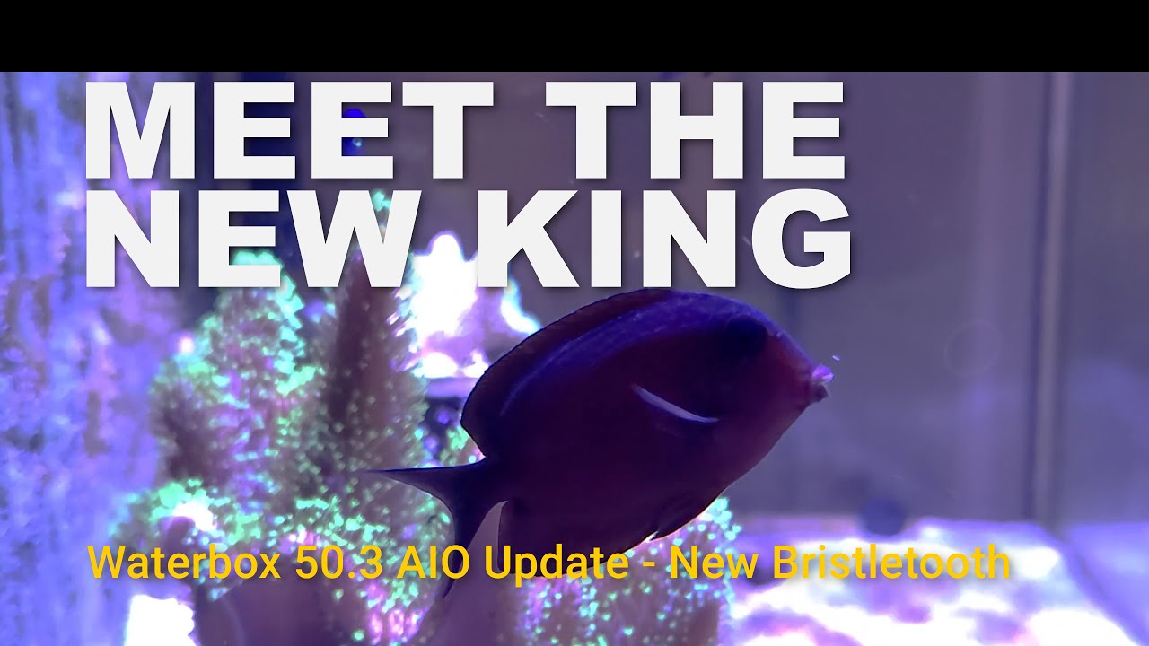 Waterbox 50.3 AIO Update - Adding new fish