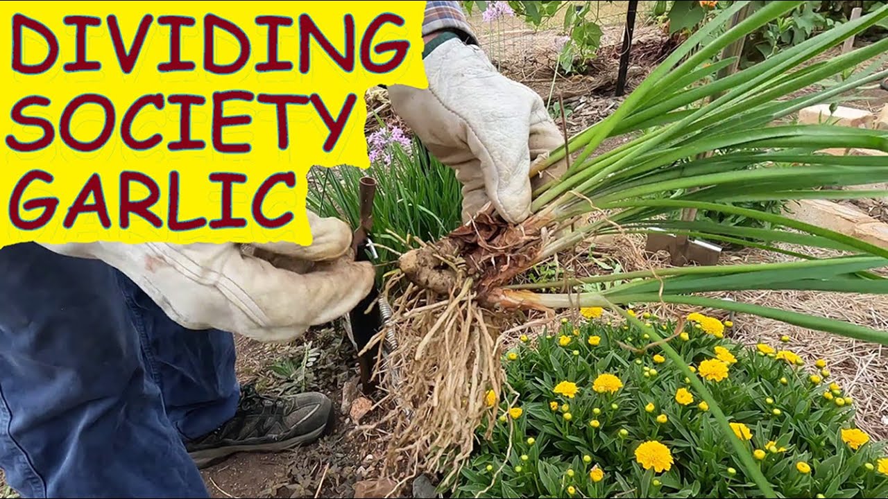 How to separate or divide Society Garlic tubers; Society Garlic update