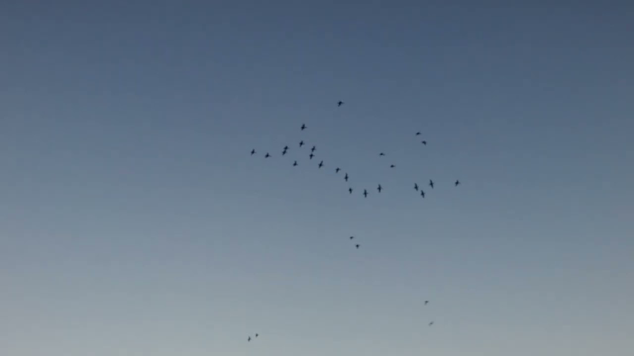 Stuttgart, Arkansas -Ducks over rice field