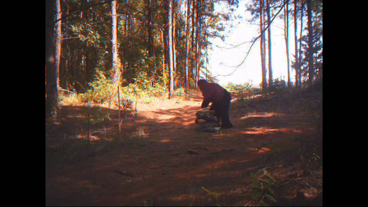video evidence of bigfoot