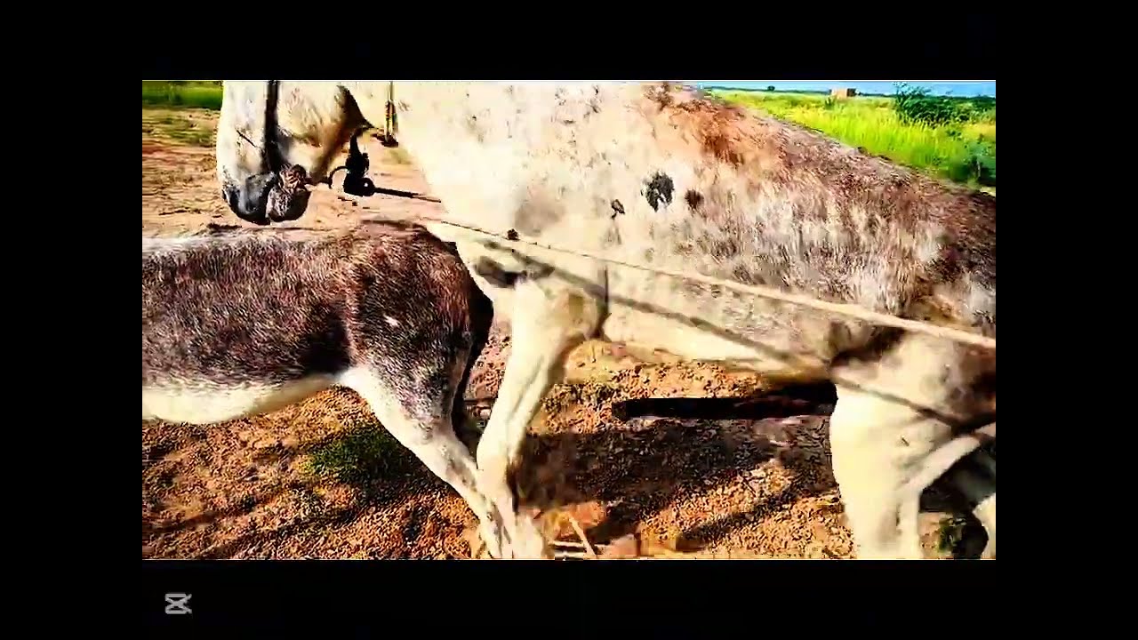 Donkey meetup time video Full donkey enjoy life 😱 subscribe to more videos ❣️