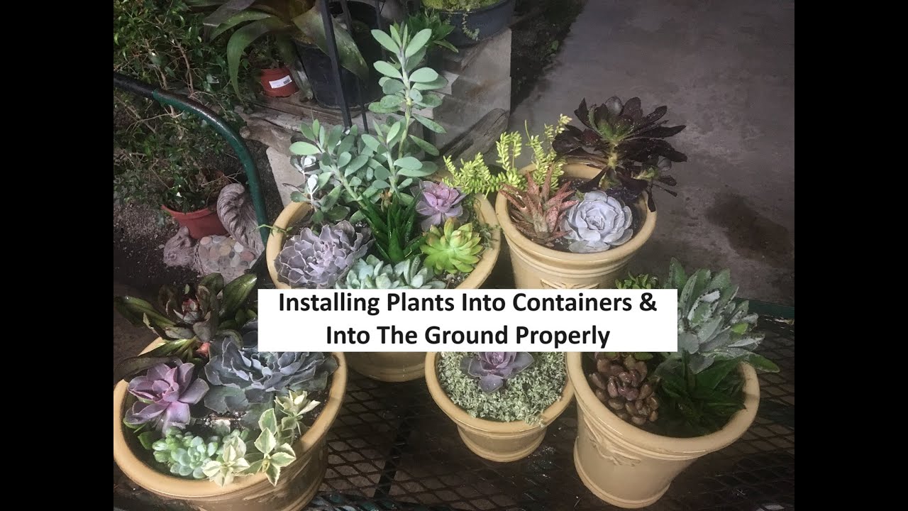Installing Plants Into Containers & Into The Ground Properly