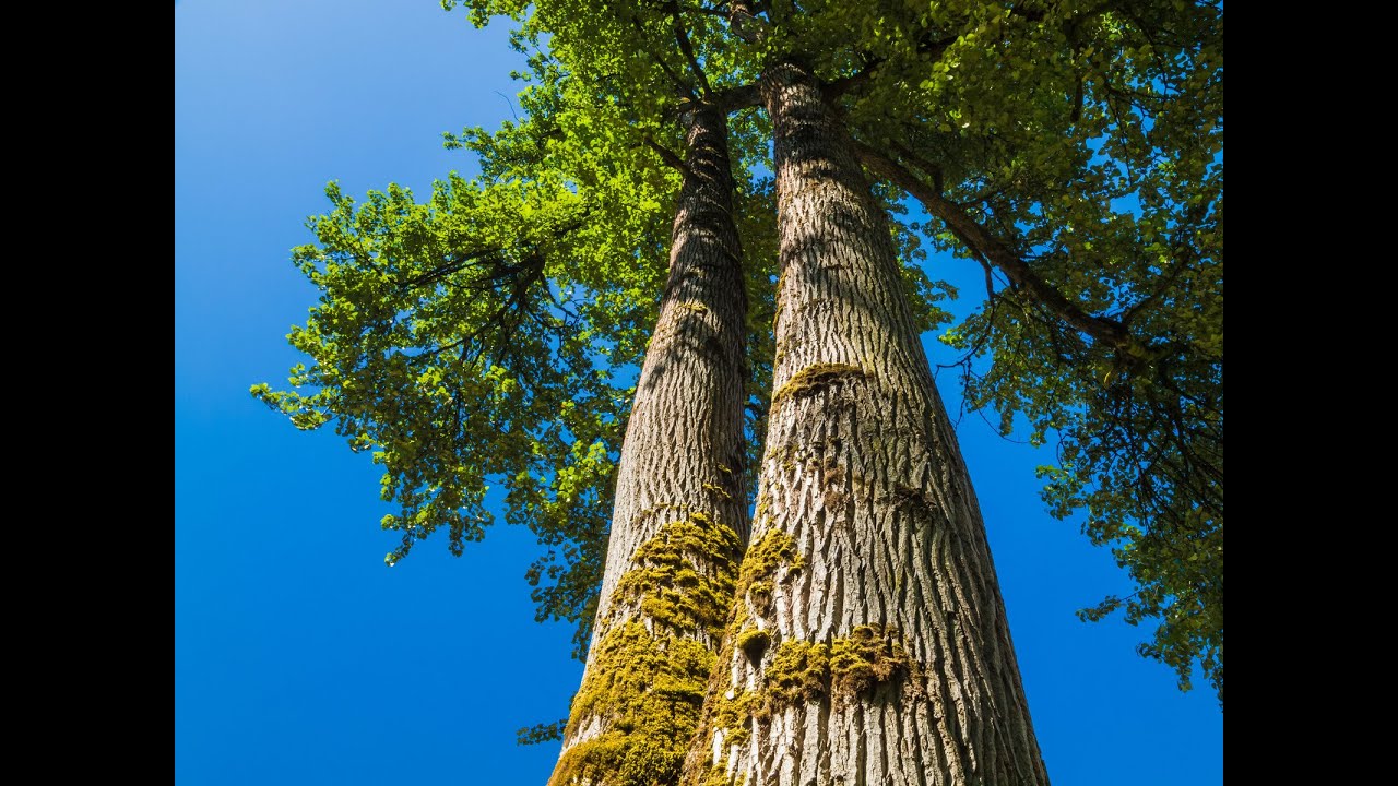 Trees for Mental Health