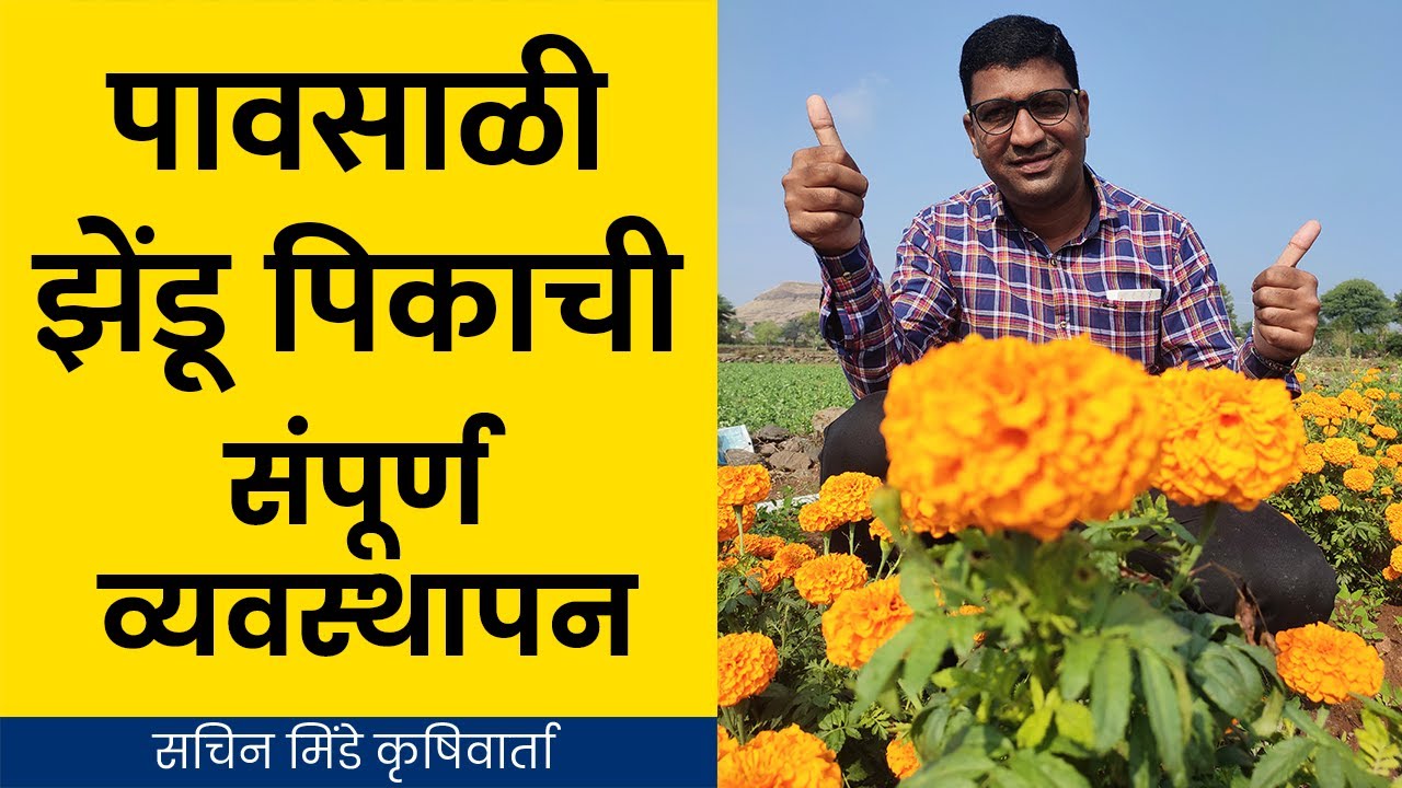 पावसाळी झेंडू पिकाची संपूर्ण व्यवस्थापन किंवा संपूर्ण माहिती  | सचिन मिंडे कृषीवार्ता