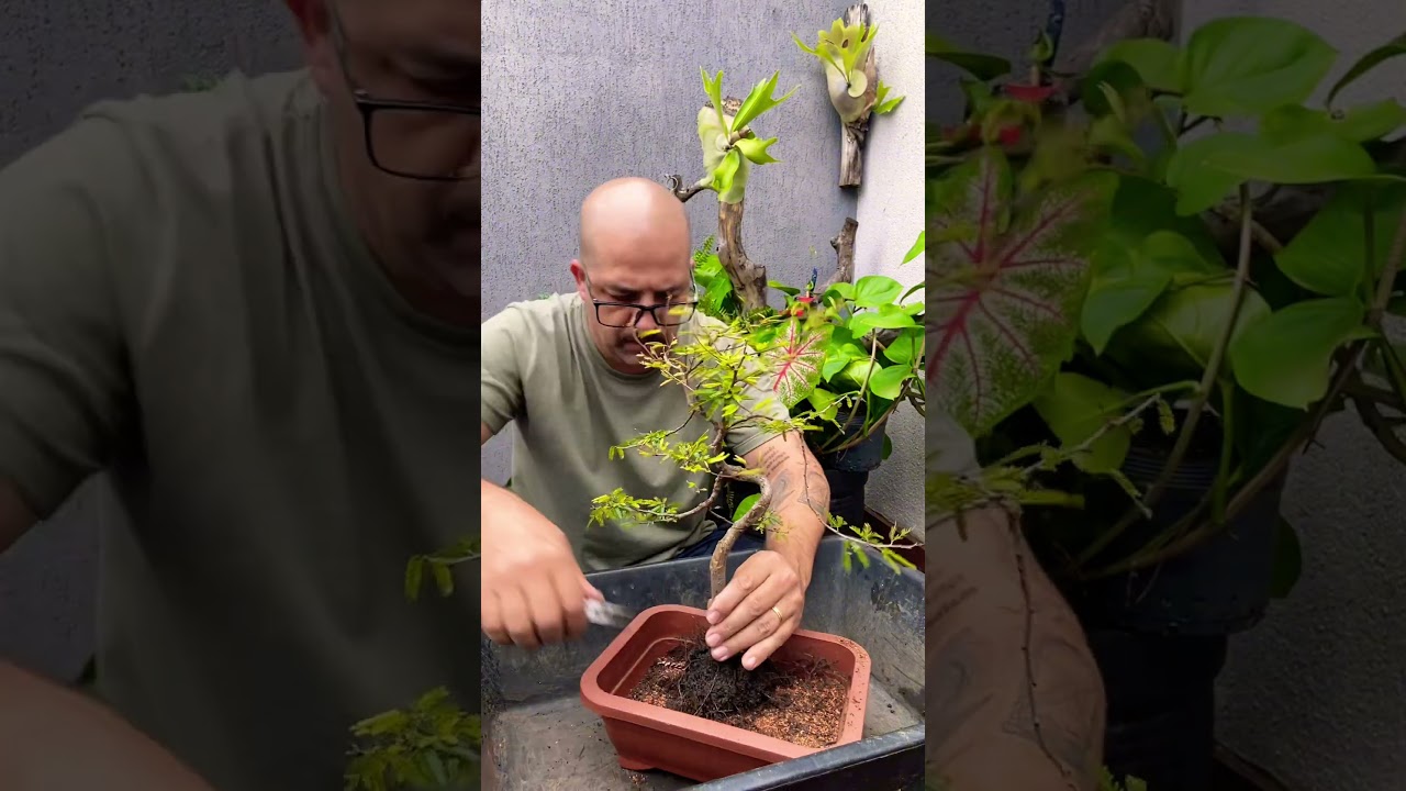 #plantas #garden #bonsaitree #prebonsai #bonsai #arte #bonsailovers #iniciante