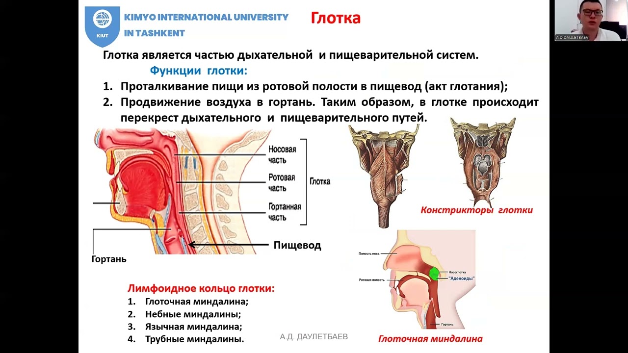 Внутренние органы человека