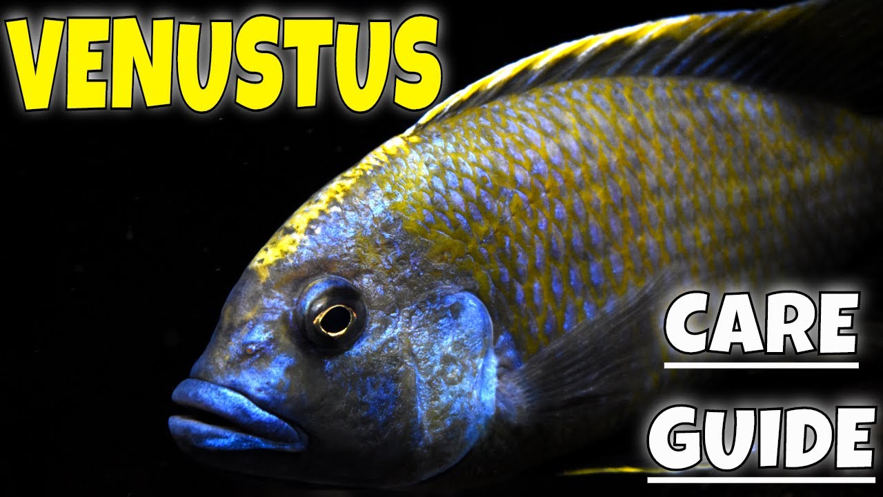 NIMBOCHROMIS VENUSTUS - SPECIES PROFILE