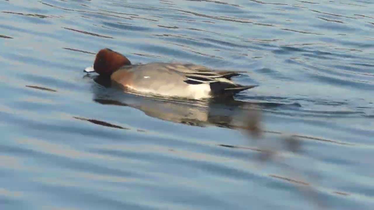 明石公園　剛の池の野鳥　4/6　2026.1.10