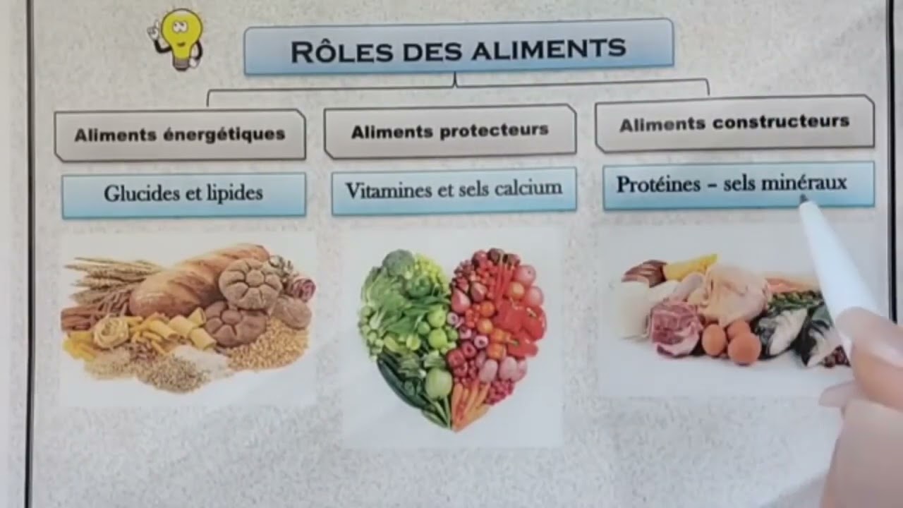 les aliments/ la digestion/ l'absorption !ملخص رائع