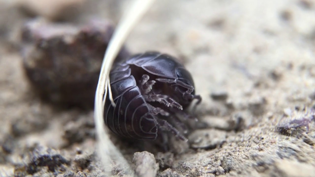 Pillbug (Armadillidium vulgare)