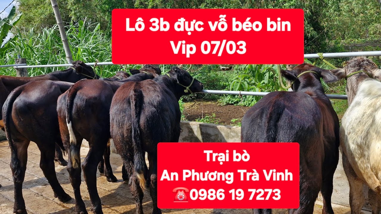 07/03 Lên lô đực 3b siêu Vip giá mềm. Cặp bê 3b 27tr, cặp đực vỗ béo 42tr5,,,lh e 0986 19 7273 