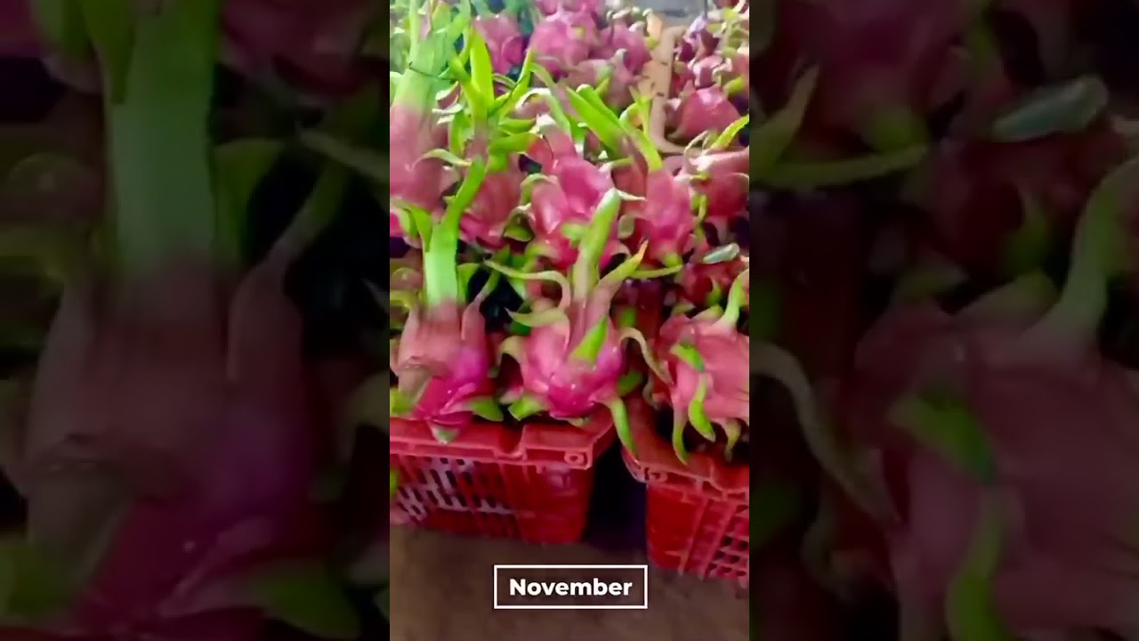 Dragon fruits are sorted right after harveting from farms