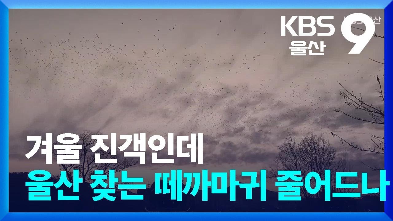 겨울 진객인데…울산 찾는 떼까마귀 줄어드나 / KBS  2026.02.04.