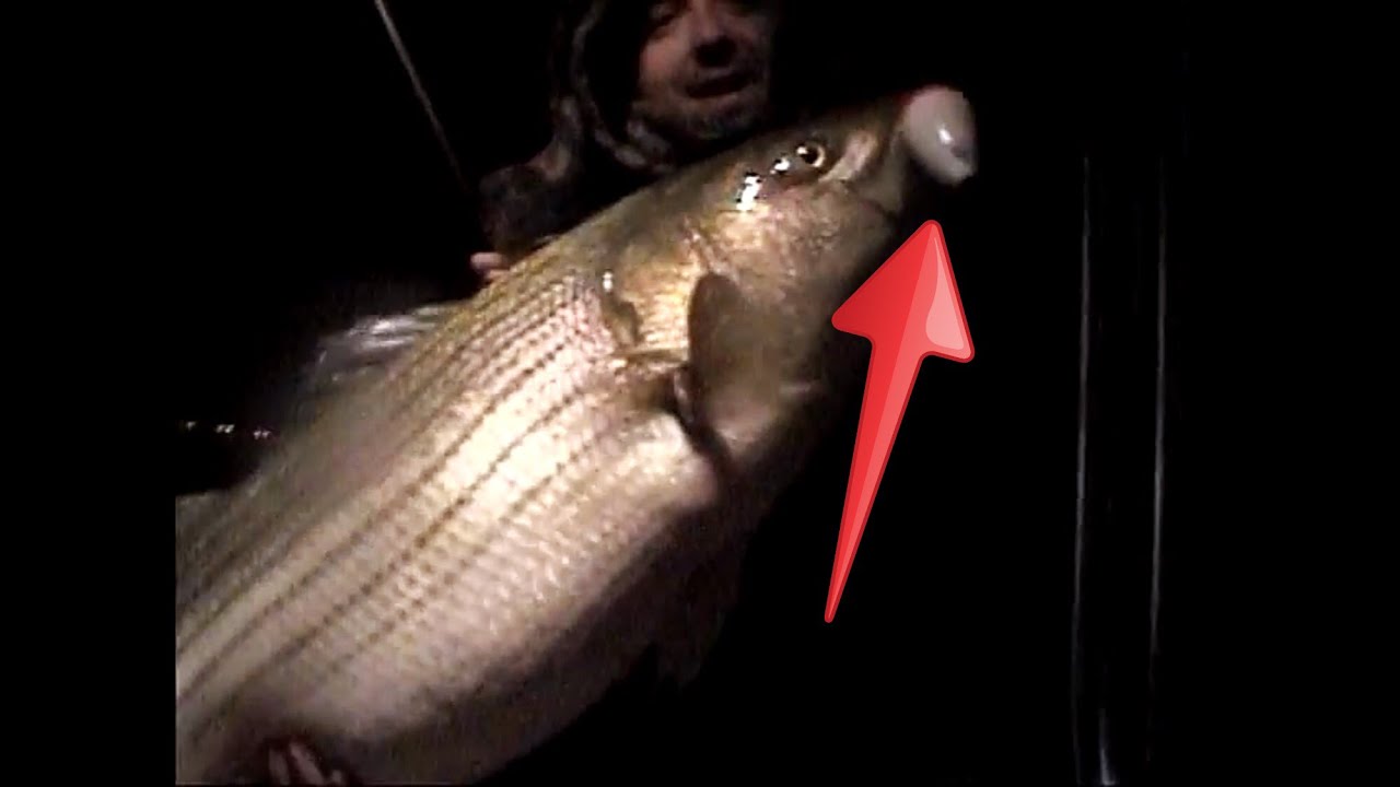 50 lb Striper Released!