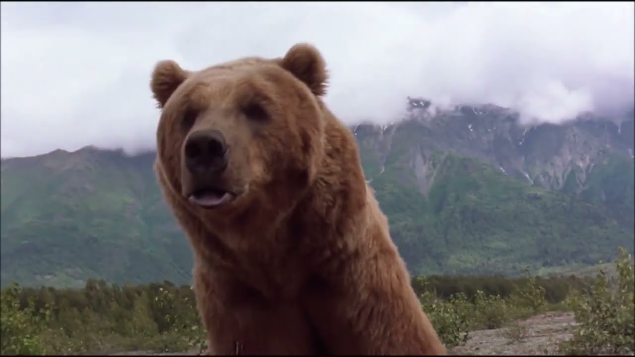 Colmillo blanco (1991) - Colmillo Blanco contra el oso