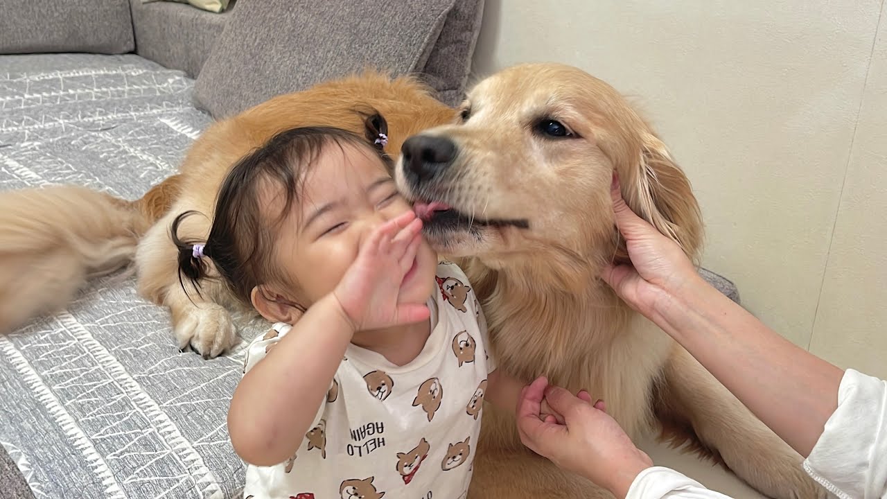 会えなかった寂さを全身で伝えてくるゴールデンレトリバーが可愛すぎました...