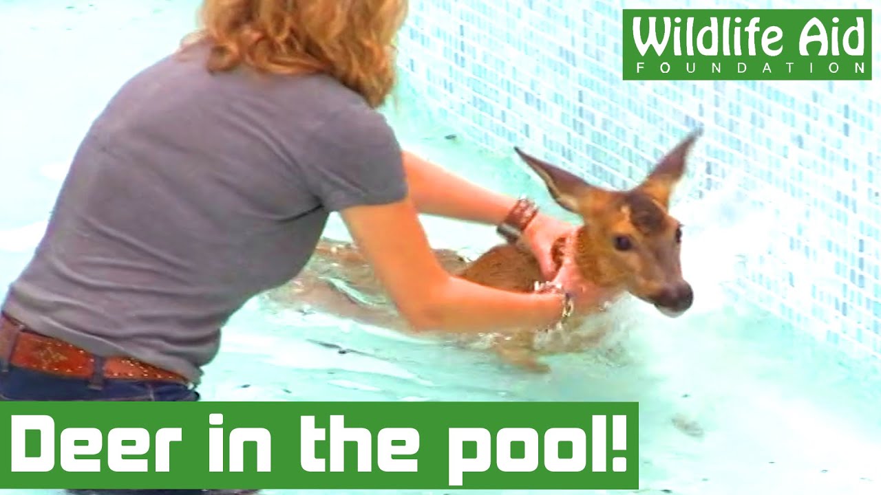 DEER falls into SWIMMING POOL!