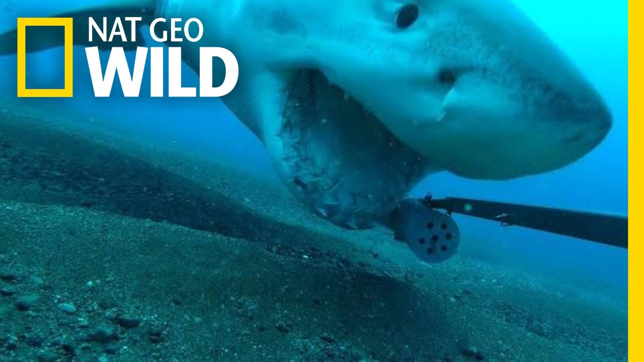 Great White Shark Steals Camera, Goes on Wild Ride | Nat Geo Wild
