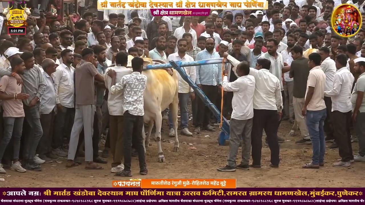श्री मार्तंड खंडोबा देवस्थान माघ पौर्णिमा यात्रा उत्सव २०२६ || धामणखेल || पहिला दिवस || फायनलच्या सर