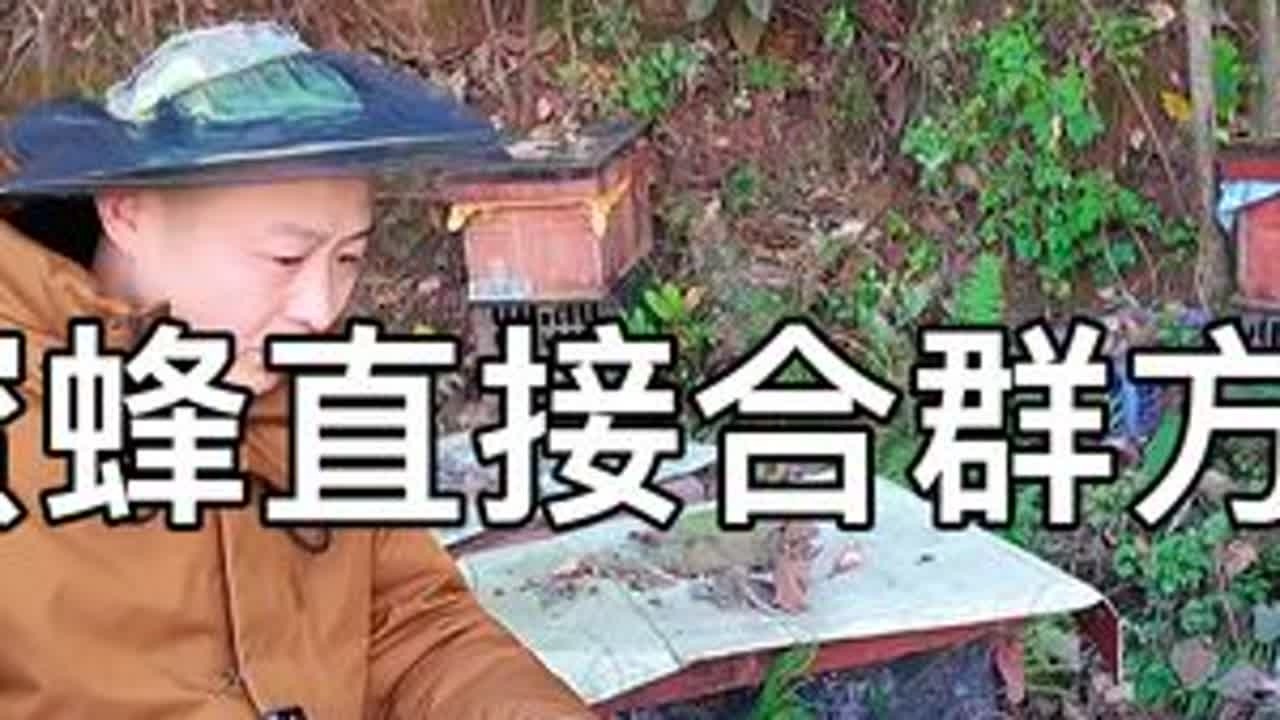 不处理气味蜜蜂能不能合群，现场式一式，合群能不能取点冬蜜。 #农村养蜂人 #土养中蜂的技巧 #养蜂技术分享 #蜜蜂合群 #养蜂人解说