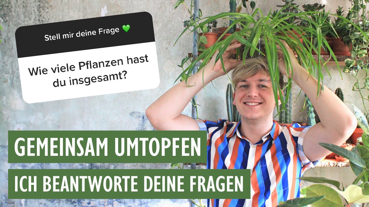 Gemeinsam umtopfen: So viele Pflanzen habe ich, abgebrochene Luftwurzeln, wann düngt man wieder?