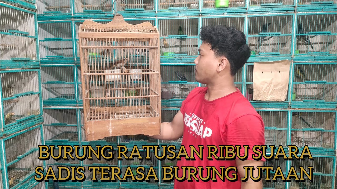 Burung Ratusan ribu Suara Sadis Terasa Burung Jutaan