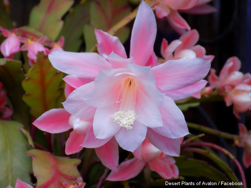 Epiphyllum 'Deutsche Kaiserin' (Giant Empress) Orchid Cactus from buds to blooms