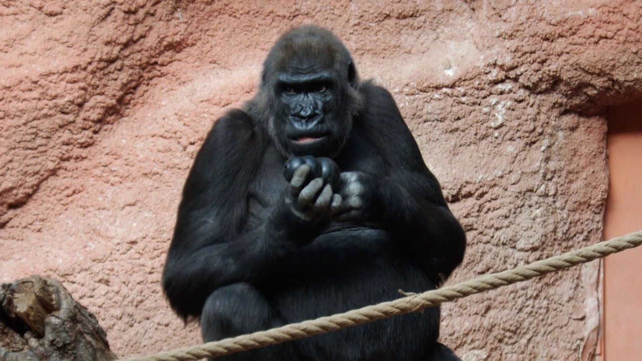 Rodinný život v Zoo Praha: Gorilí sourozenci Mobi a Gaia objevují svět