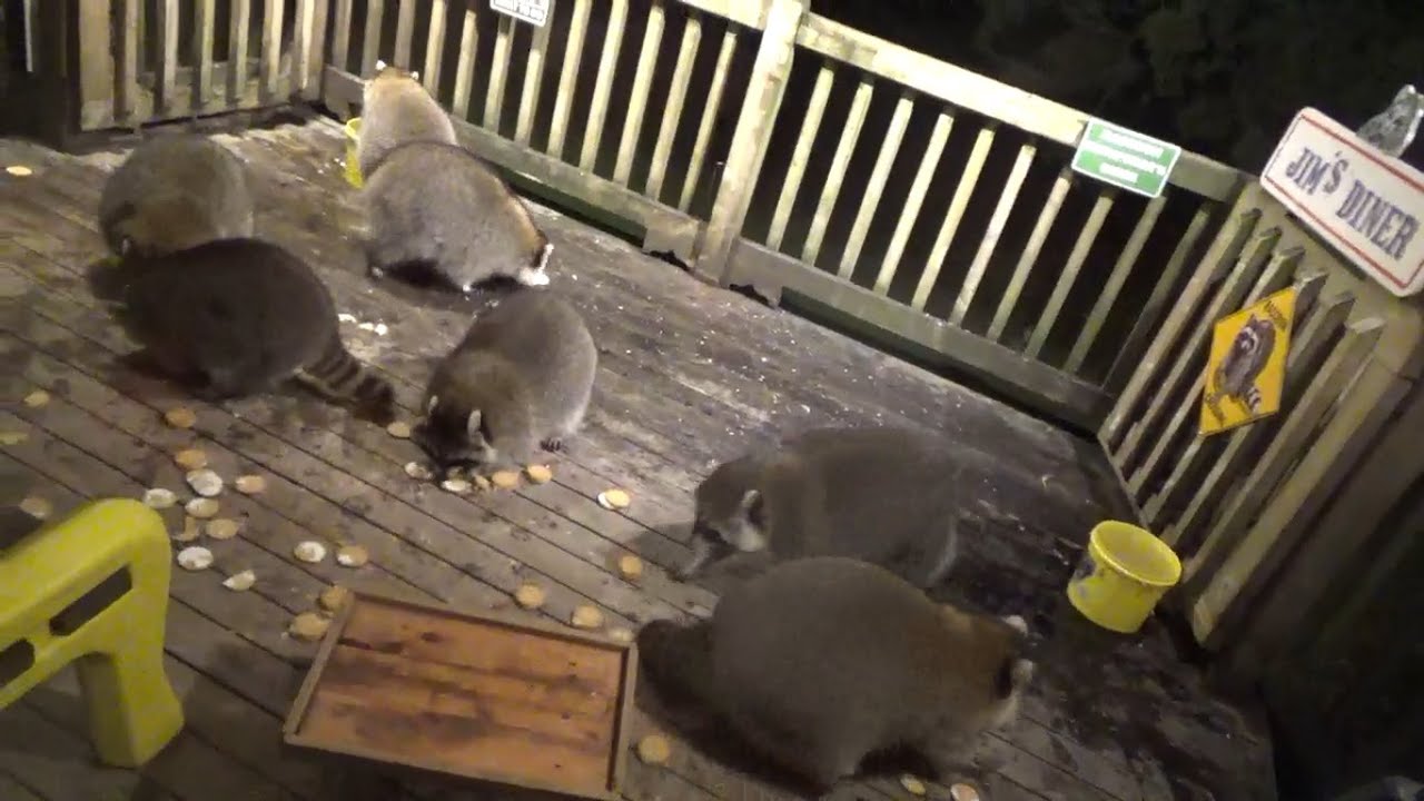 Тринадцать енотов в закусочной в понедельник вечером