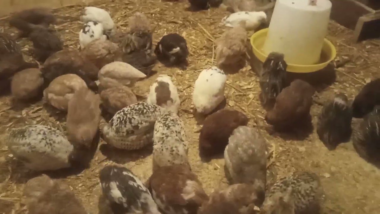Jeżeli nie zrobisz tego, zabijesz swoje przepiórki! Ważne dla początkujących