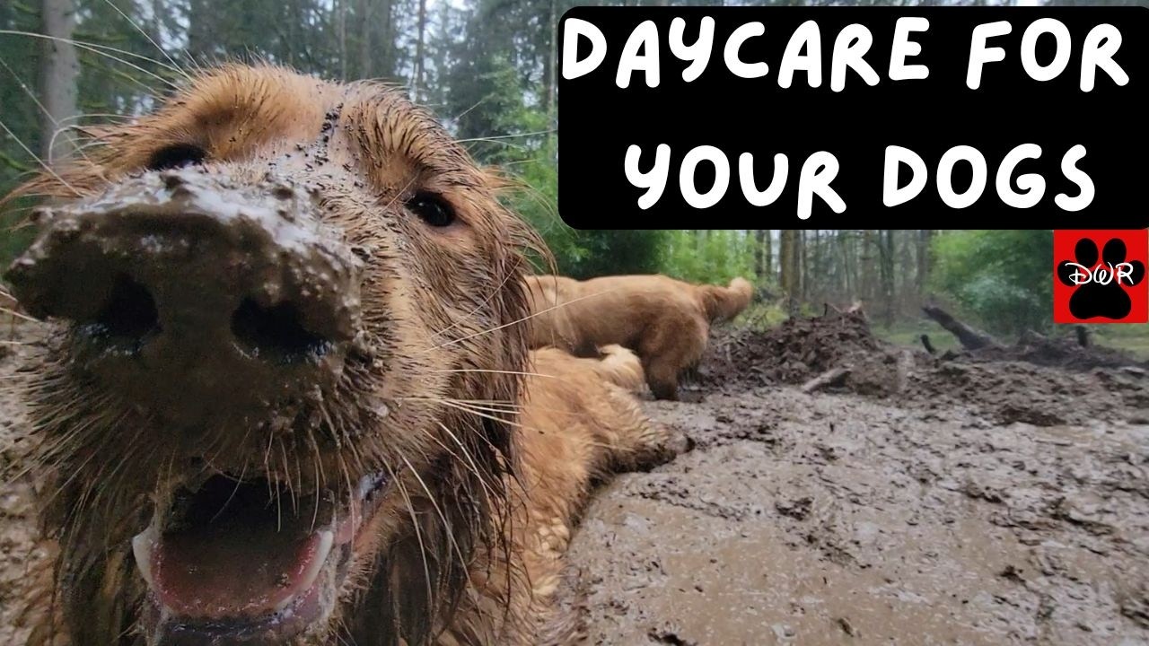 🐕‍🦺🐕🌲 Daycare for your dog 🐕‍🦺🐕🌲  Keep your dog busy while you are away or watch together 🥰❤💤