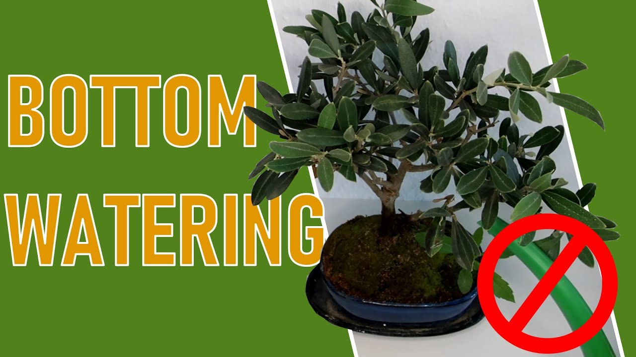 WATER your BONSAI the RIGHT WAY 🌿 Bottom Watering | Plantkins