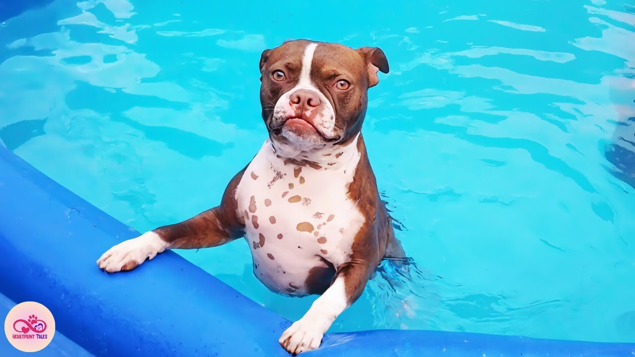 Kindhearted Couple Turns Garage Into Heated Pool So Their Boston Terrier Can Swim Year-Round