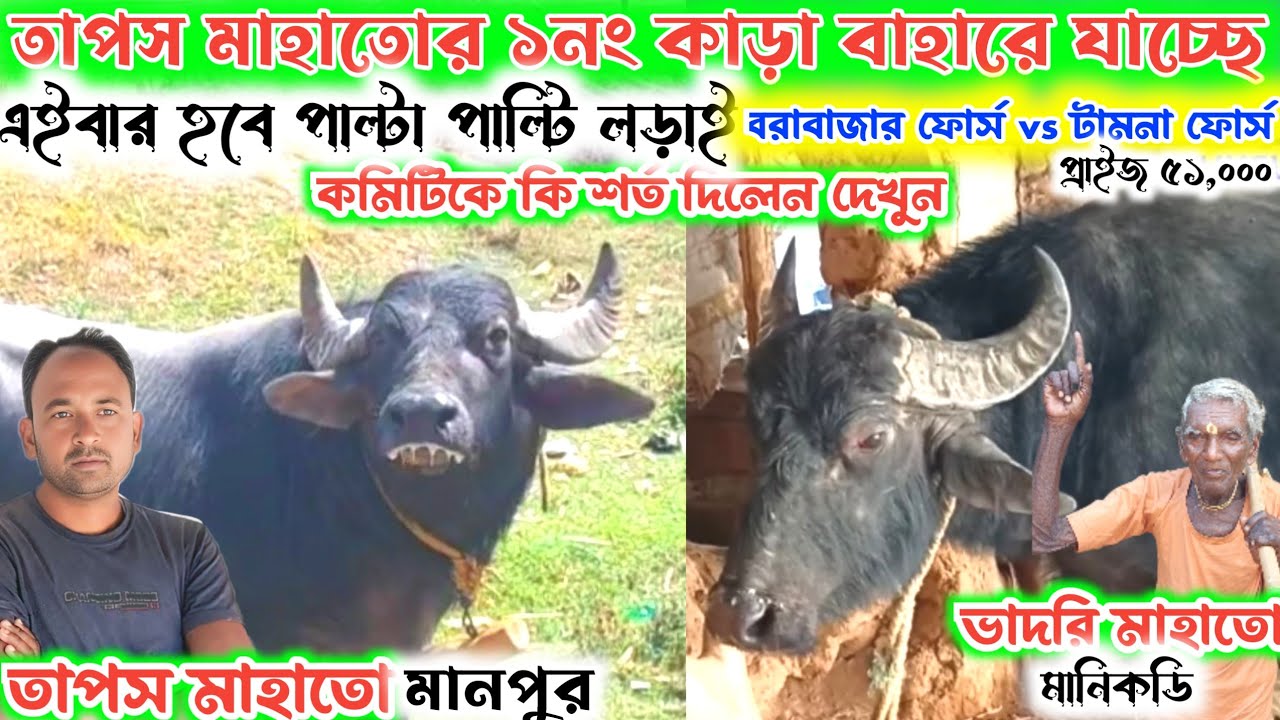 মানপুর তাপস মাহাতোর ১নং কাড়া বাহারে জোড়া কনফার্ম👉এইবার হবে পাল্টা পাল্টি লড়াই। কমিটি কে কি বলছে