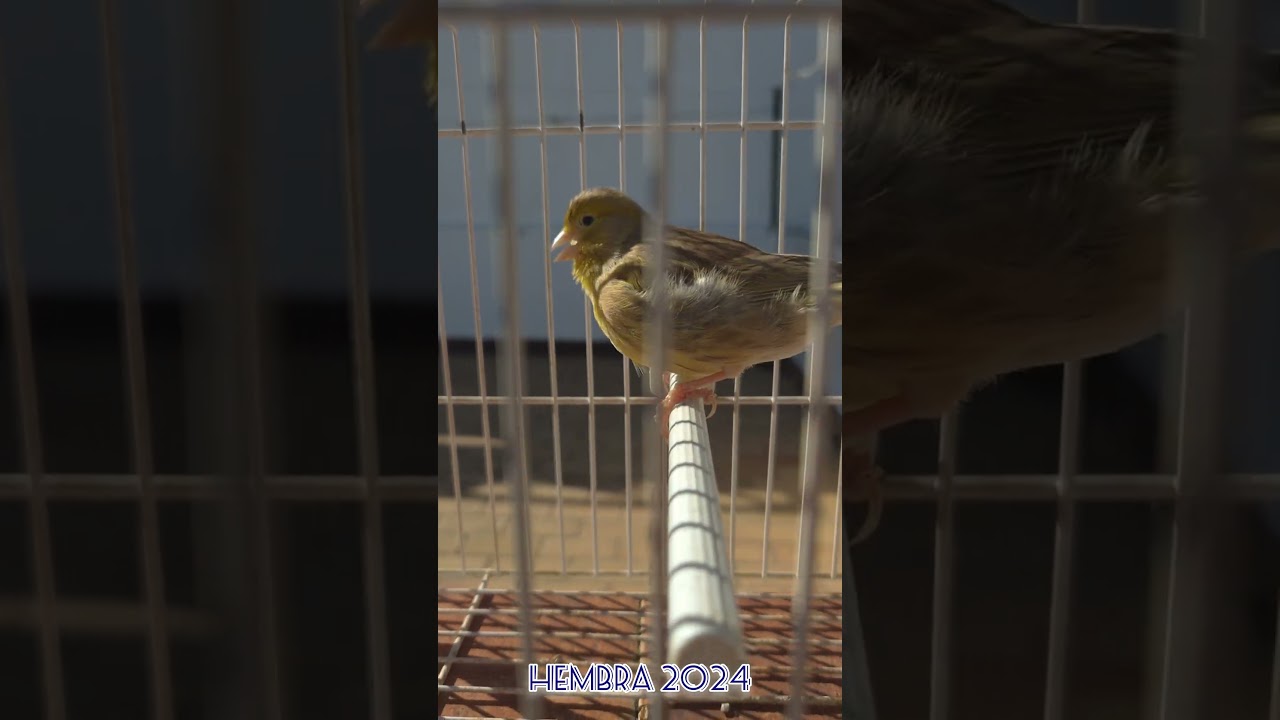 aviario el corrales pareja de fifes fancy 2024