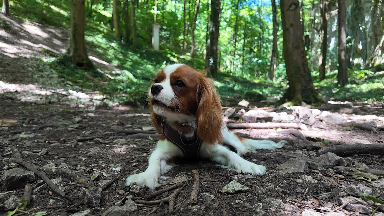 Vanilla, a 7-month-old Cavalier King Charles, goes to the mountains for a hike and enjoys nature