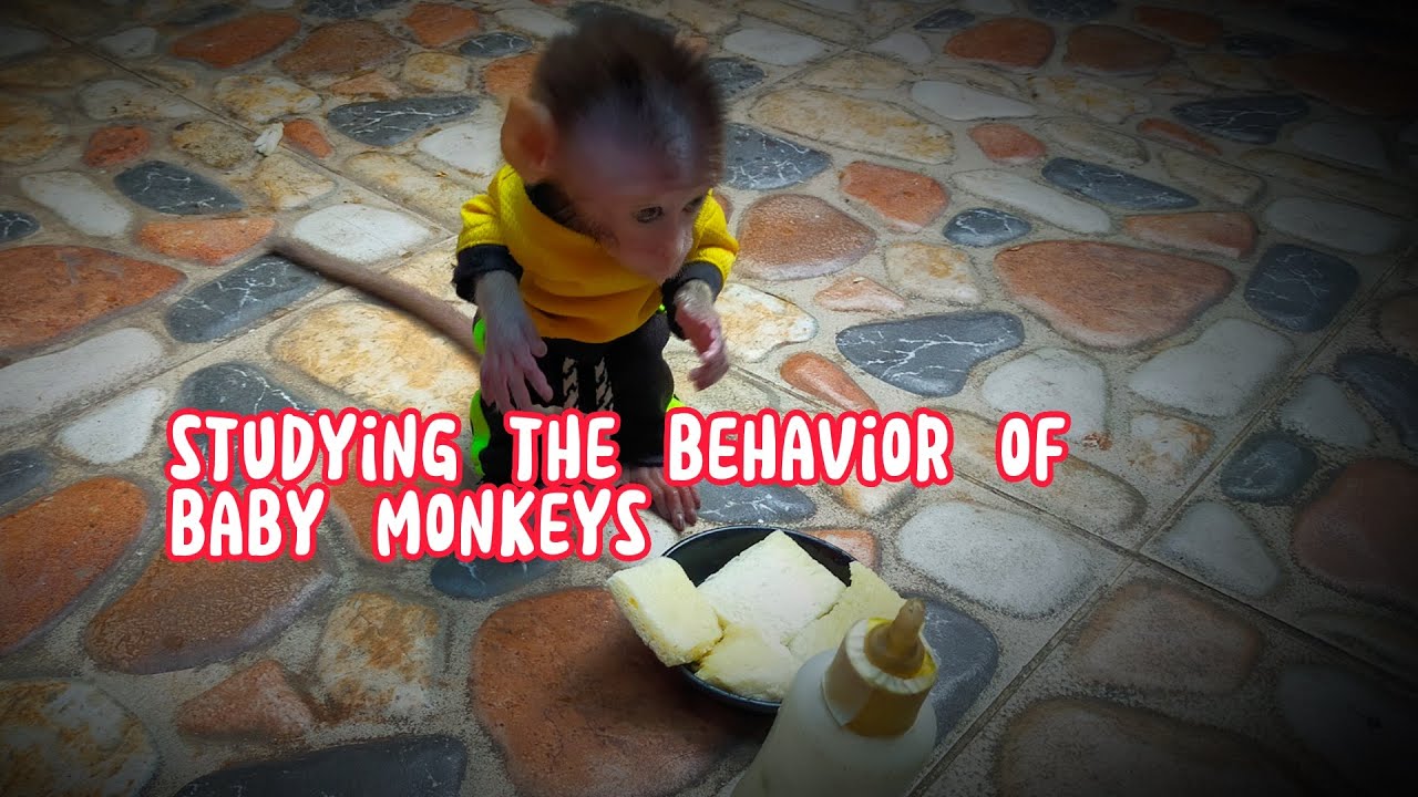 studying the behavior of baby monkeys, Lovely Fauna