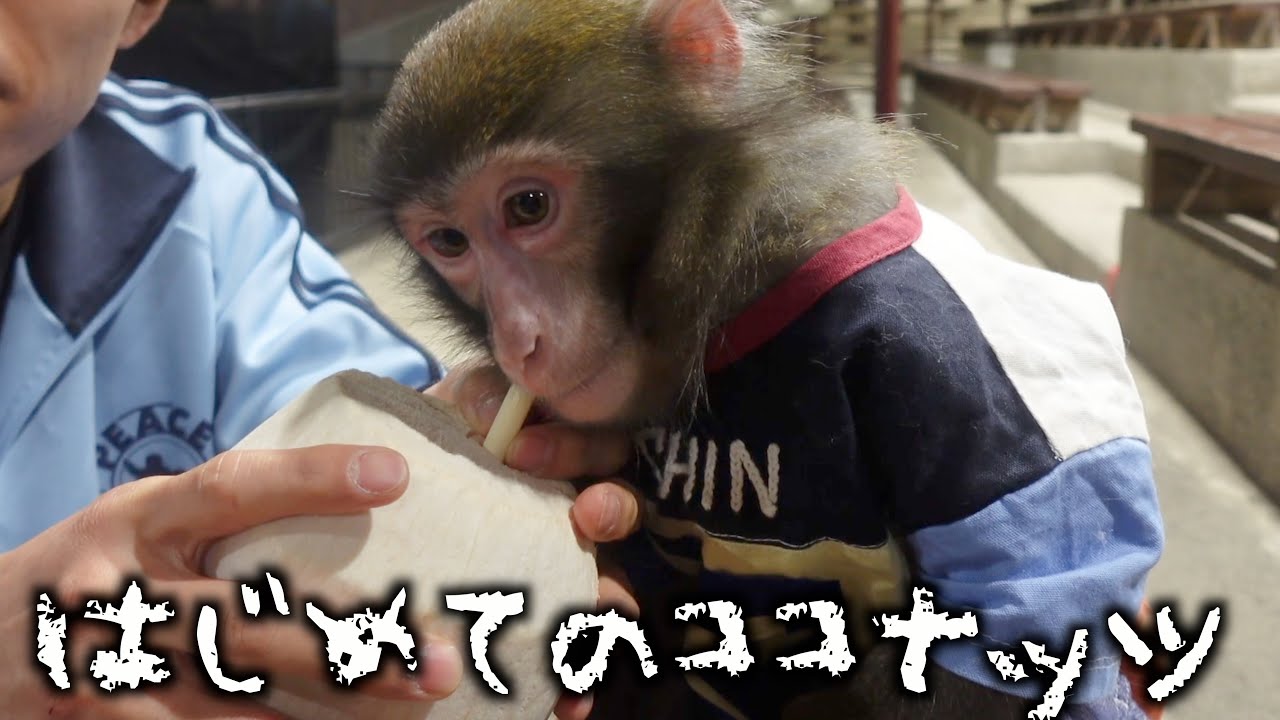 ニホンザルの子猿&hellip;南国のココナッツは気に入るのか？