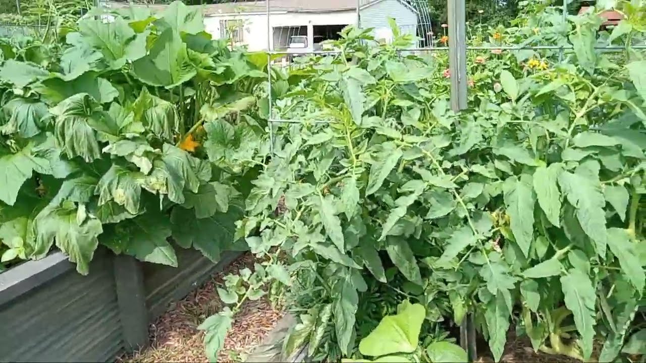 June 17th 2025 Garden Update