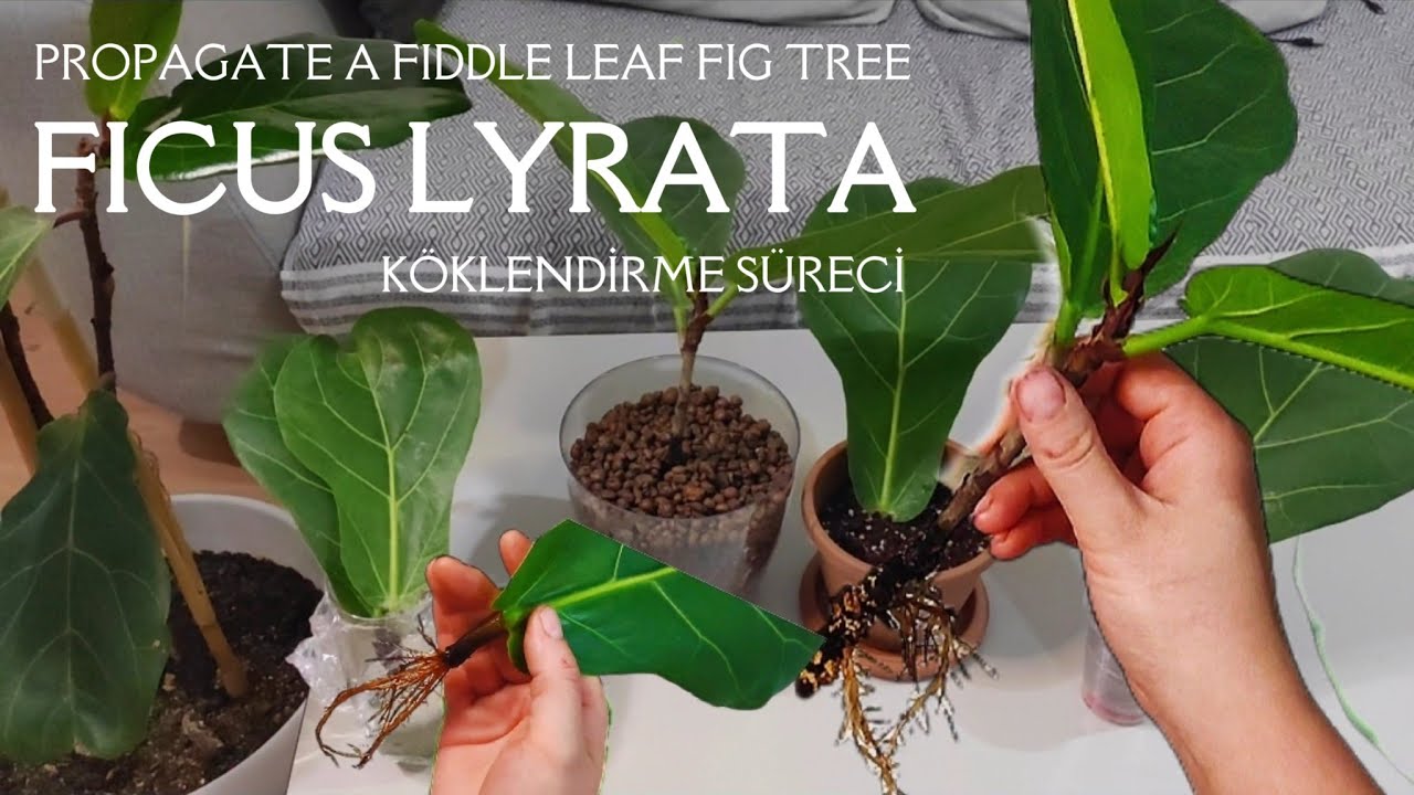 Ficus Lyrata Keman Yapraklı Kauçuk Nasıl Çoğaltılır? Köklenme Süreci