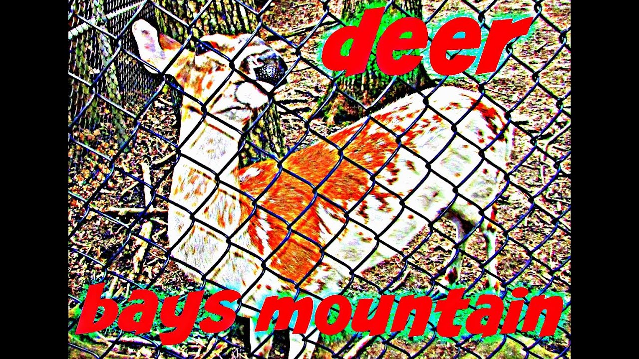 HAND FEEDING DEER AT BAYS MOUNTAIN