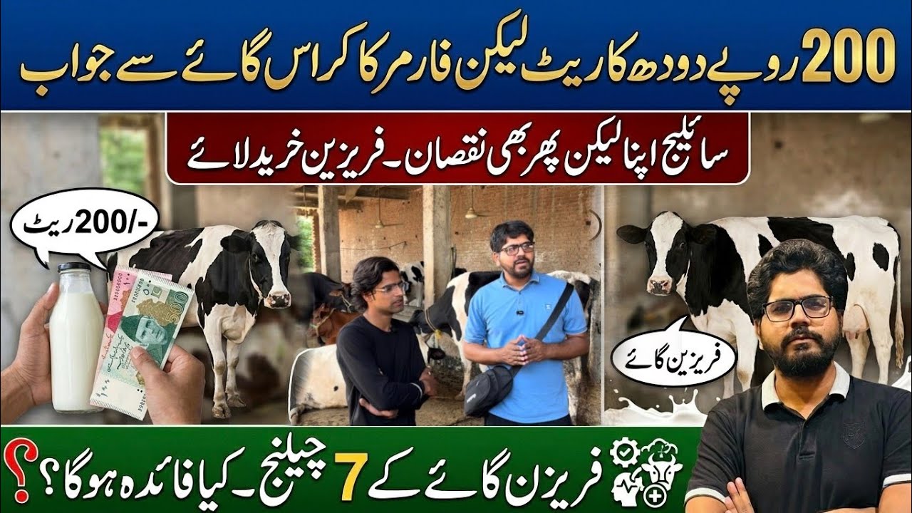 200 milk rate par farming me nakami II Farmer shifted from cross to friesien cows