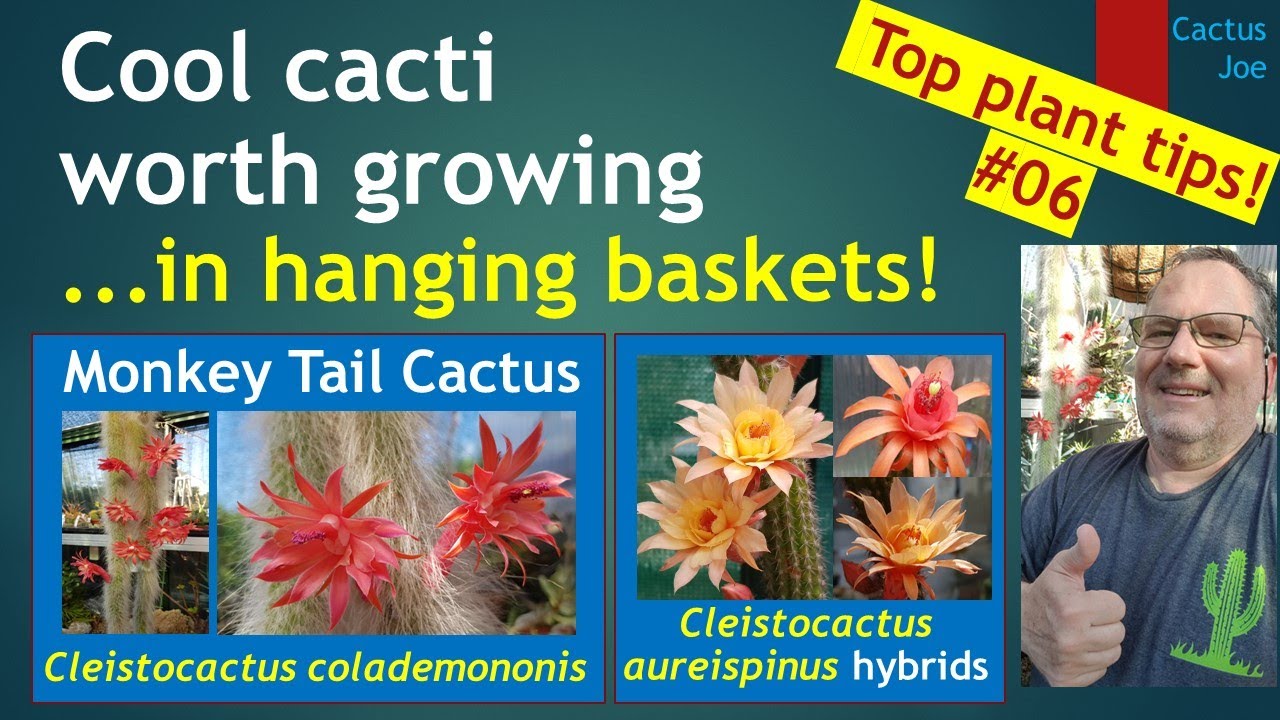 MONKEY TAIL CACTUS How to grow in hanging baskets - Cleistocactus colademononis #cactuscare #cacti