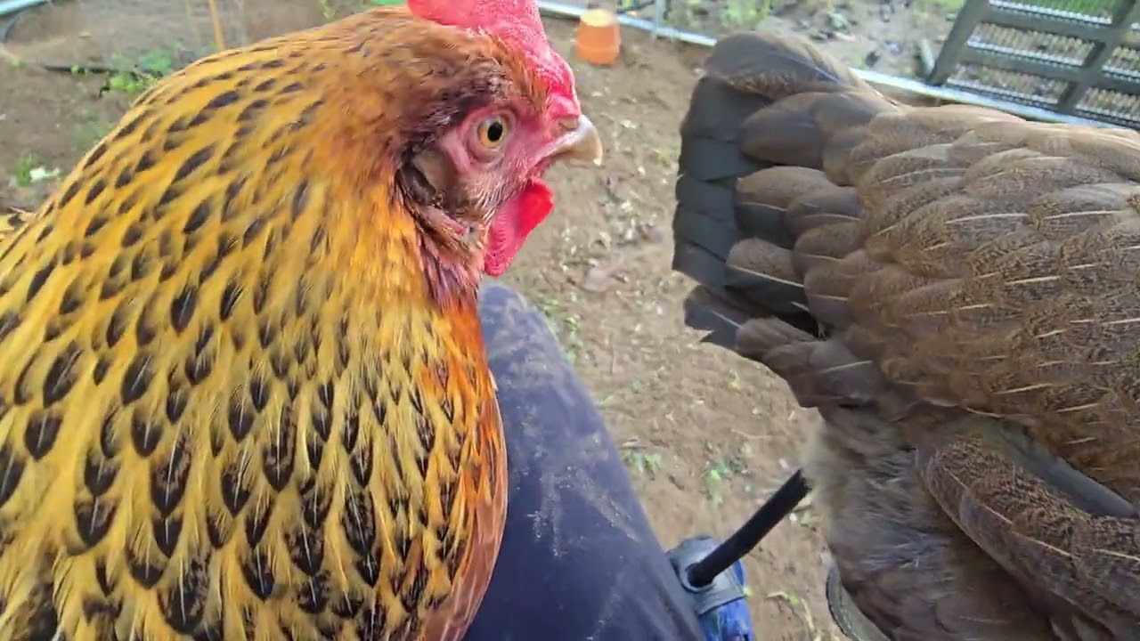 25 Week Old Welsummer Chicks Like to Snuggle 