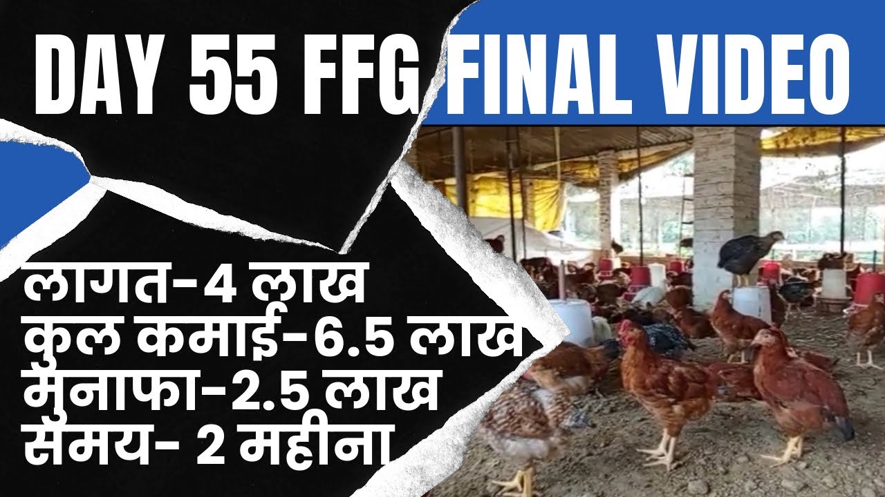 Day 55, Ep-4 Last, Series-3 देसी मुर्गी पालन , Kuroiler FFG (English CC)