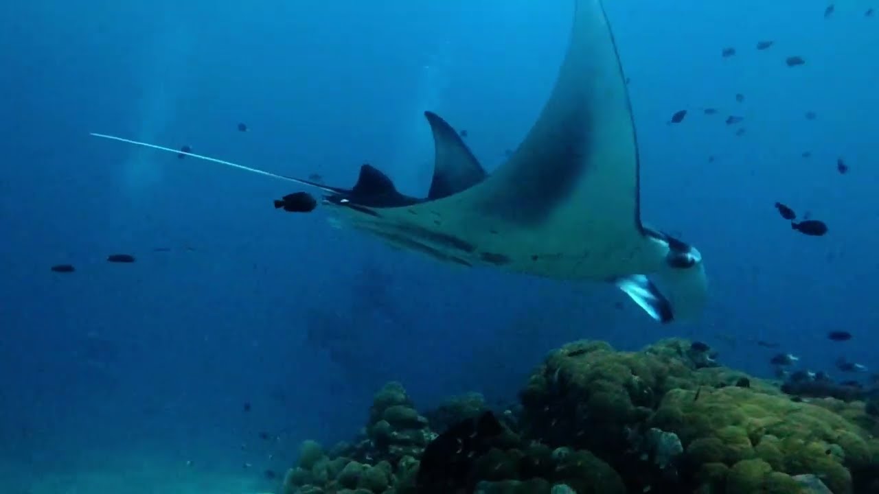 Maldives underwater #19  - Manta cleaning station