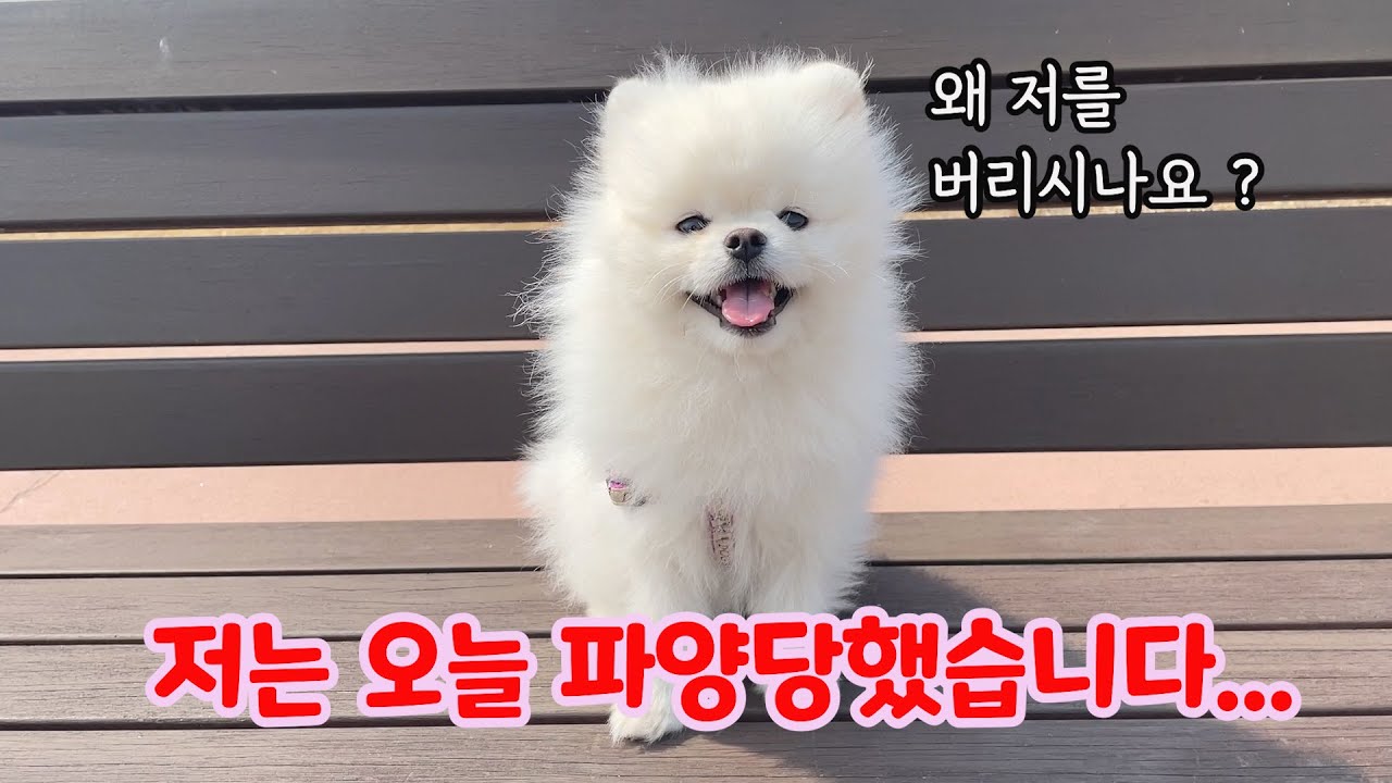 강아지가 두번이나 파양된 충격적인 이유 / 포메라니안
