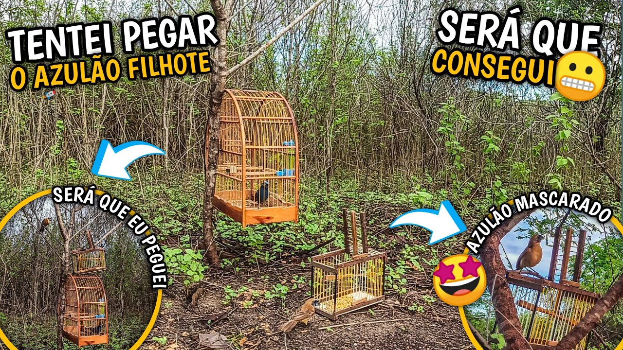 🤩 TENTEI PEGAR O FILHOTE MASCARADO DE AZULÃO! (Será que consegui pegar ?)