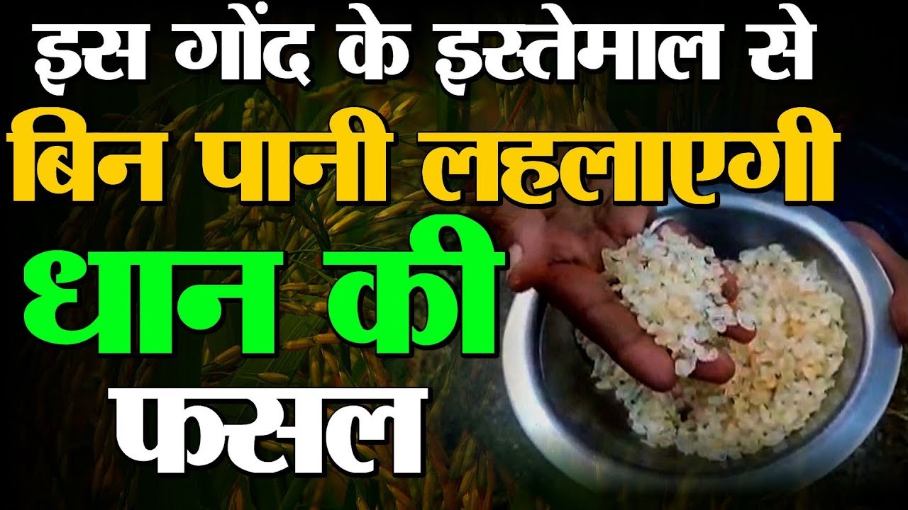 धान की खेती करते है तो ये Video जरूर देखे एक बार | बिना पानी लहलहायेगी Dhan की फसल | Gond katira