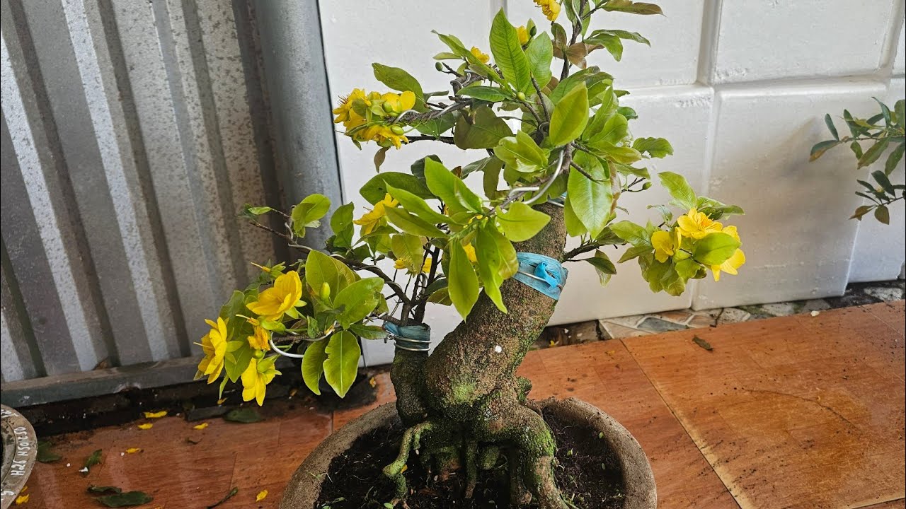 (DẠ CÒN  SỐ 1, 22) 🥰 13/3🥰0368.79.79.89🥰25 MÃ  SỐ NHIỀU LOẠI MAI GIÁ RẺ 